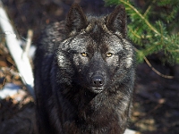 Arctic Wolf 008
